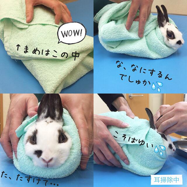 うさぎのまめ大福 今日は動物病院にて健康診断 爪切り タオルに包まれてもジッとして よく頑張りました そして ちょっとぽっちゃりすぎと言われた 今日からペレット減らして ダイエットしましょね 笑 うさぎ ネザーランドドワーフ Http T Co うさぎのまめ大福 今日は動物病院にて健康診断 爪切り タオルに包まれてもジッとして よく頑張りました そして ちょっとぽっちゃりすぎと言われた 今日からペレット減らして ダイエットしましょね 笑 うさぎ ネザーランドドワーフ Http T Co