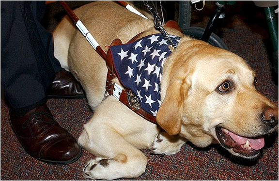 doggyfence's tweet photo. One of the unsung heroes of 9/11 was a guide #dog named Roselle, a yellow Labrador who led her blind owner. http://t.co/RdWgXgNqh2