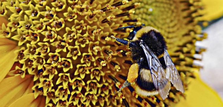 FastCoImpact's tweet photo. Bumblebees have a new job: http://t.co/W0ZwE3H34O http://t.co/DmrpXLuPl3