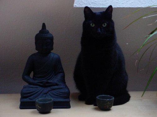 planetasushi_ru's tweet photo. Понедельник. Время обратиться к философии буддизма. 
Помните: ничто не стоит ваших переживаний! http://t.co/bMvJnojLk7
