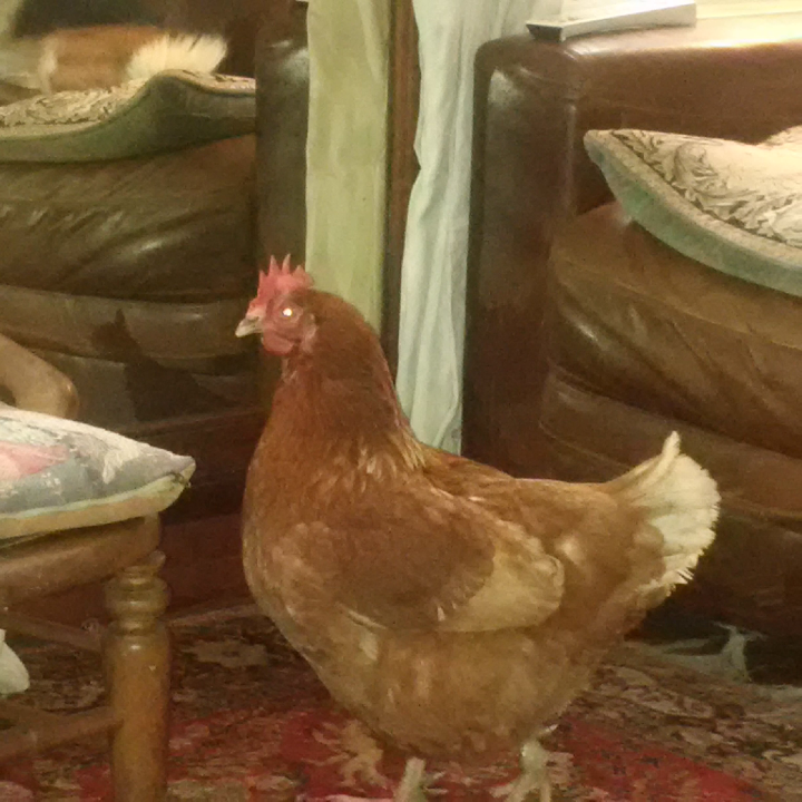 TalkTenterden's tweet photo. How sweet is this #tenterden house trained chicken.Loves human company &amp; is owned by a family member #onlyintenterden http://t.co/Oh9nPNj31X