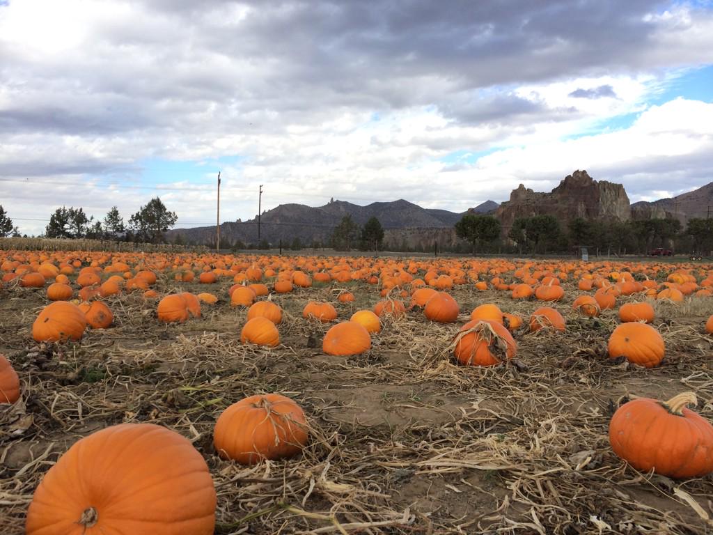 CentralORsbest's tweet photo. It's pumpkin season in #CentralOregon! http://t.co/luJ0AEjMsS
