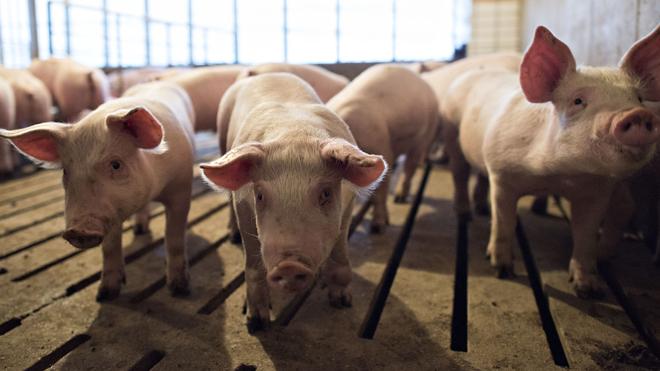 foxnewspolitics's tweet photo. Outrage as pork chopped from federal prison menus  http://t.co/7GPoSkd3c2 via @AdamShawNY #FNPolitics http://t.co/DVRlw4mpy7