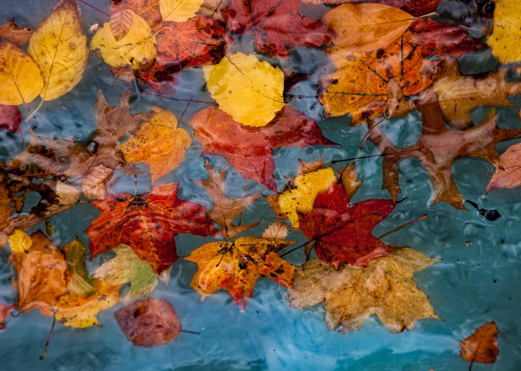 CertifiedLeak's tweet image. Fall is Calling!!!
#fall #FallPoolMaintenance #WinterPoolMaintenance #winter
bit.ly/1Lr2Kit
