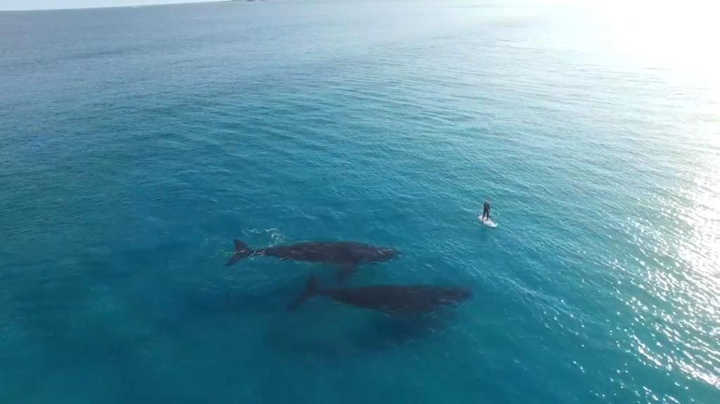 WavElectricInc's tweet photo. #whales &amp; #paddleboarder: we're working to protect this http://t.co/WzFApiS2Ah #drone #wavepower #ocean http://t.co/PPSyvd6hb5