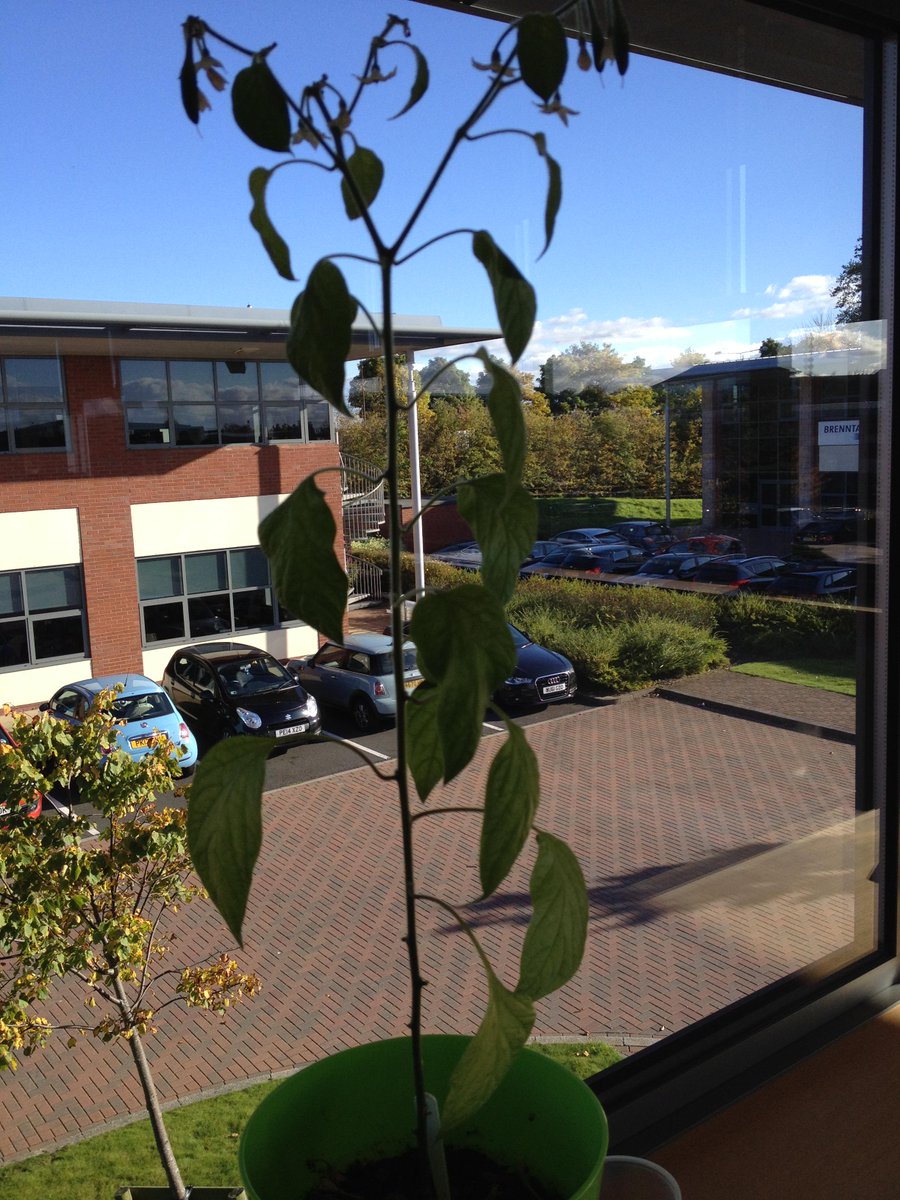 Sectigo_Ketan's tweet image. If you want to be strong learn to fight alone #charliethechilli #netdef