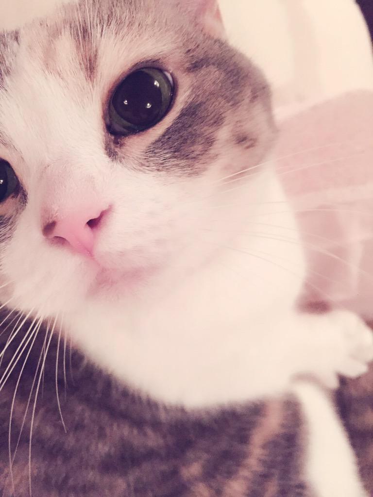 埋め込み画像への固定リンク