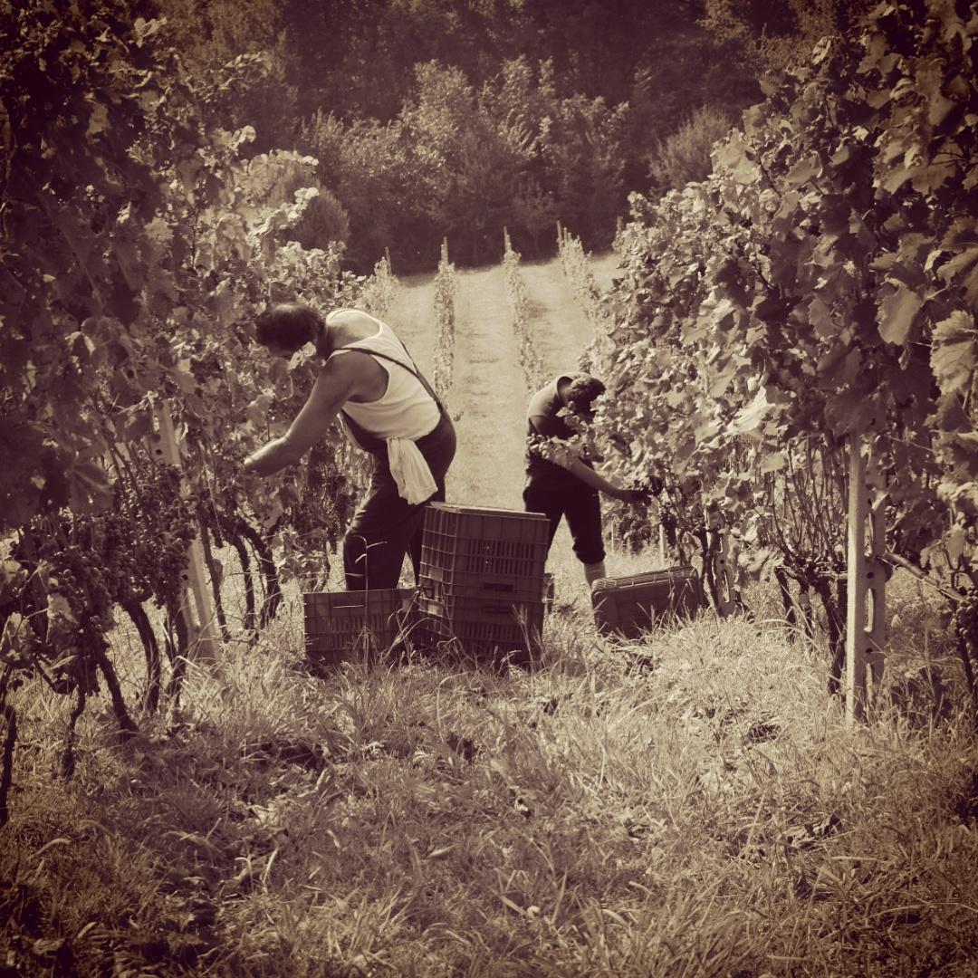 WineGeeks_gr's tweet photo. Harvesting #xinomavro in the slopes of the brave. @NaoussaWineCity @DomaineDalamara http://t.co/ziNNpLUo7A