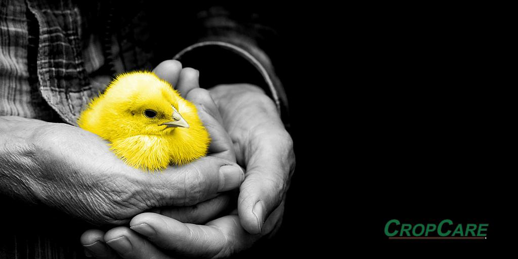 PaulBHardware's tweet photo. Make every effort to keep disease away from your #poultry #DisinfectKits #HPAI #PoultryProtection http://t.co/9zOkQOZDgv