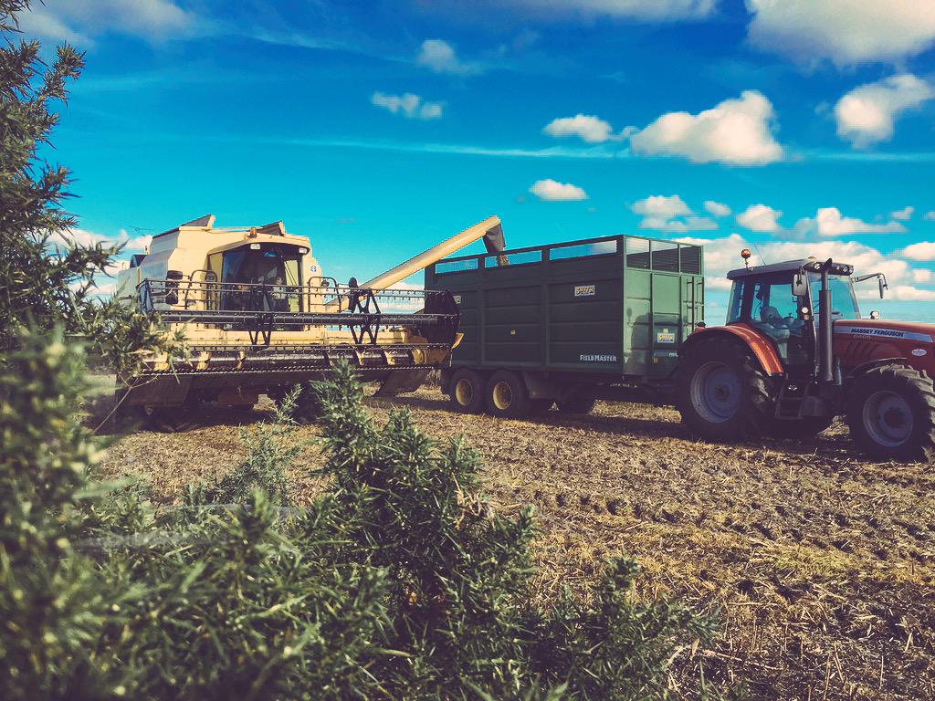 padraig_ocall's tweet photo. "@MichelleMoca83: Harvesting beans #harvest15 #bean #proteincrop @farmersjournal @padraig_ocall http://t.co/JyM8DjTDk7" #ocallaghanagri