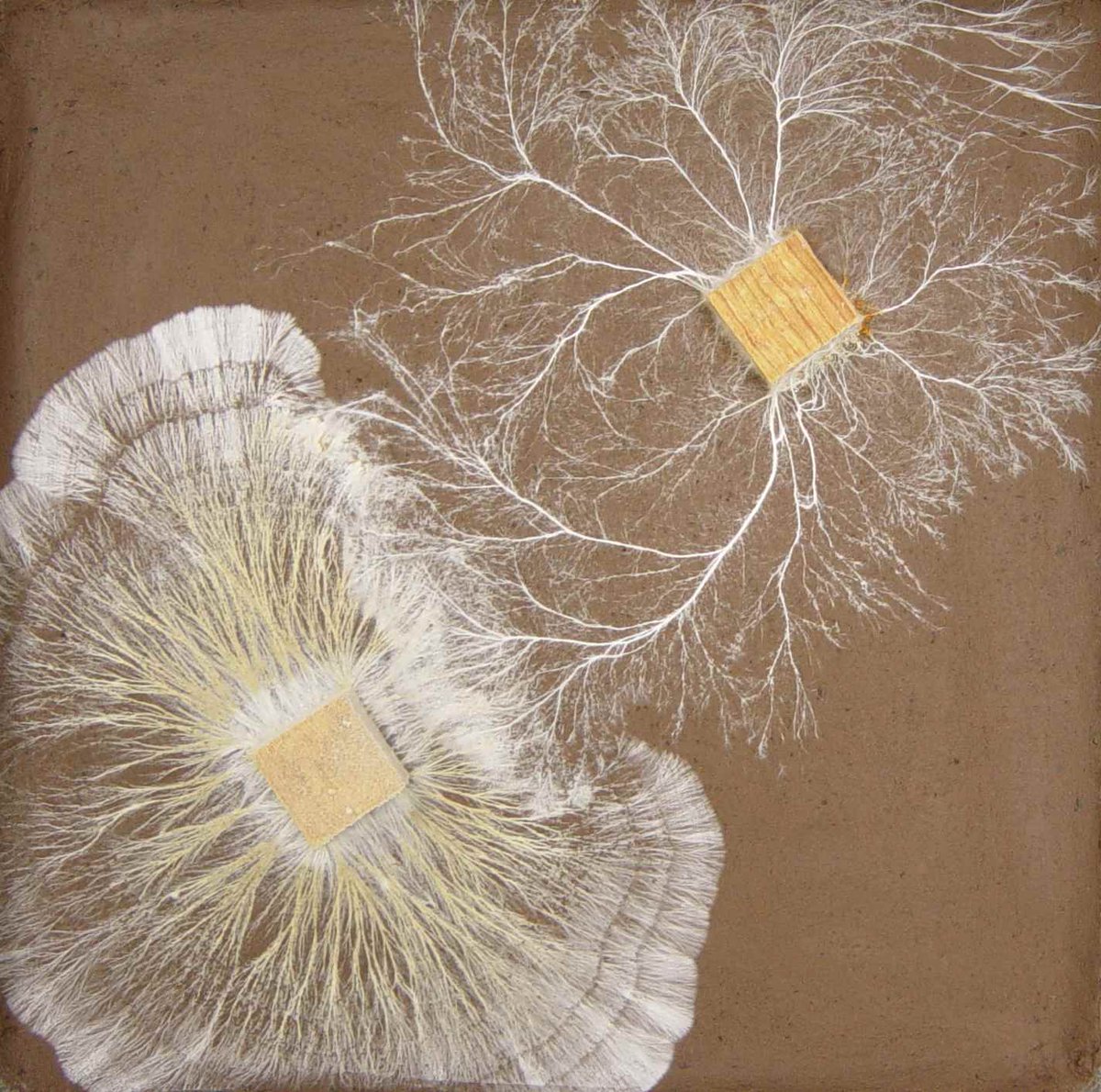 ukfungusday's tweet photo. Two more blogs for #UKFD15 and @RSB #BiologyWeek the first by @FungusProf on fungus wars! http://t.co/mPt1HIxZQ0 http://t.co/EhNxkrq2Go