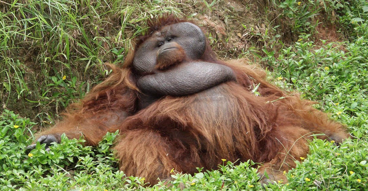 Discovery's tweet photo. Monday is rough -- these animals are having a difficult start to their week >> http://t.co/ePLvkyGAYC http://t.co/AJlw5pIU4I
