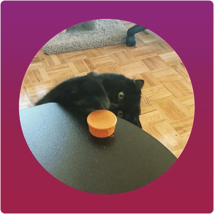 catcitysitters's tweet photo. Baby London #FinancialPanther #Buttholio #IllUseMyCreditCard #CatCitySitters #CatsOfToronto http://t.co/55gVnd2BJT