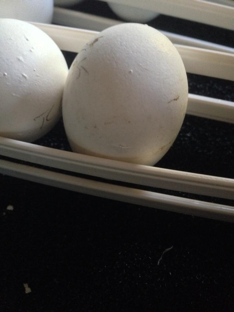 createach's tweet photo. The first egg has pipped!! http://t.co/mSmC3V5edy should have chicks in the morning! @praisesaltash http://t.co/yDGeXfXZOX