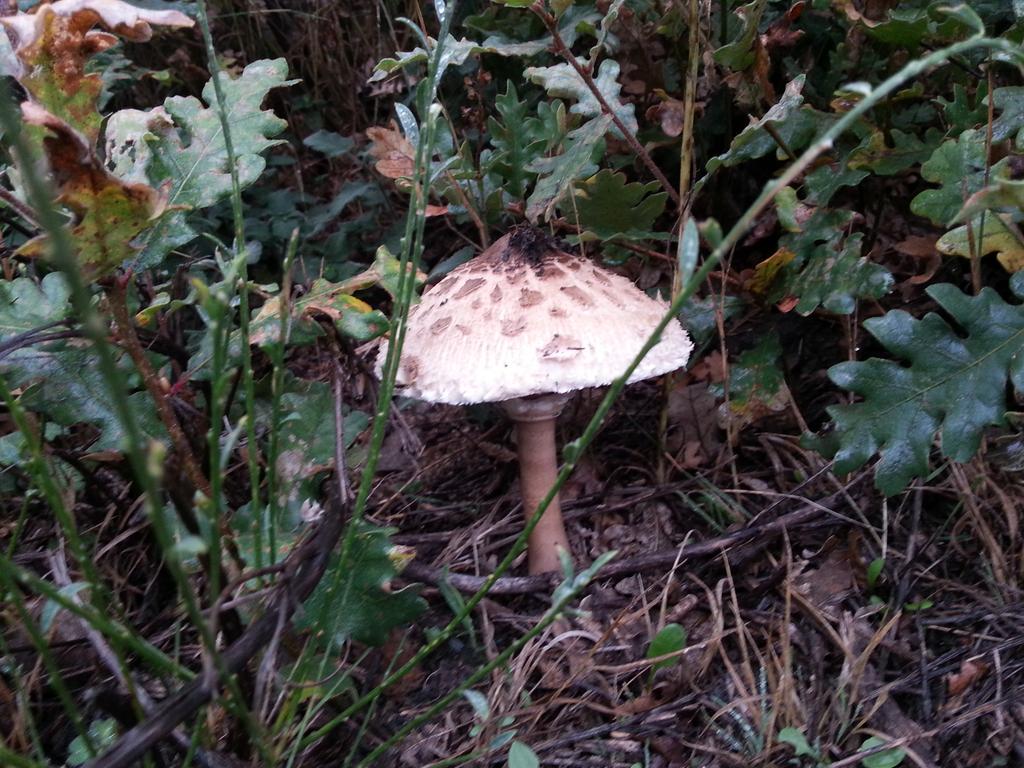 Ingenatur's tweet photo. En esta epoca podemos encontrar Macrolepiota procera, buen comestible #micologia #setas #naturaleza http://t.co/PmOfhOvvvZ