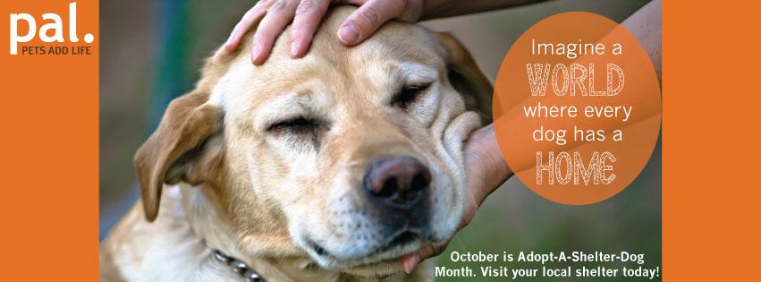 PetsAddLife's tweet image. Enter the #AdoptAShelterDogMonth contest. Prizes from: @barkworthies, @SpringNaturals &amp;amp; more! woobox.com/d9n3zp