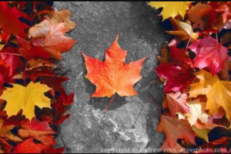 CiscoInTheCity's tweet photo. Happy Thanksgiving to all our great Tech Data Cisco Canadian Partners! http://t.co/5uPUW9zyli