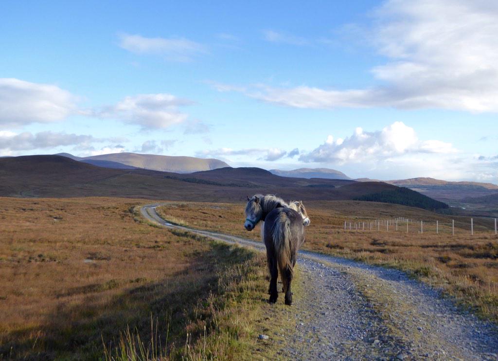 paulinedaniels's tweet photo. My Two headed pony..!! @strathvaich #highland ponies #scotland #ponies #photography #PhotoOfTheNight http://t.co/h4s31Ja1Qj