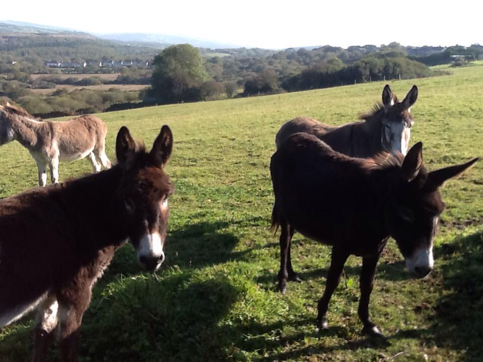 Had some help from these locals when completing my square no 60 for @bridgendramblers contribution to #bigpathwatch