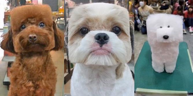 petsuppliesplus's tweet photo. These canines may look odd, but these #squaredogs are all the rage in Japan - http://t.co/puC1H64Uu8 http://t.co/Ru89BNYQOi