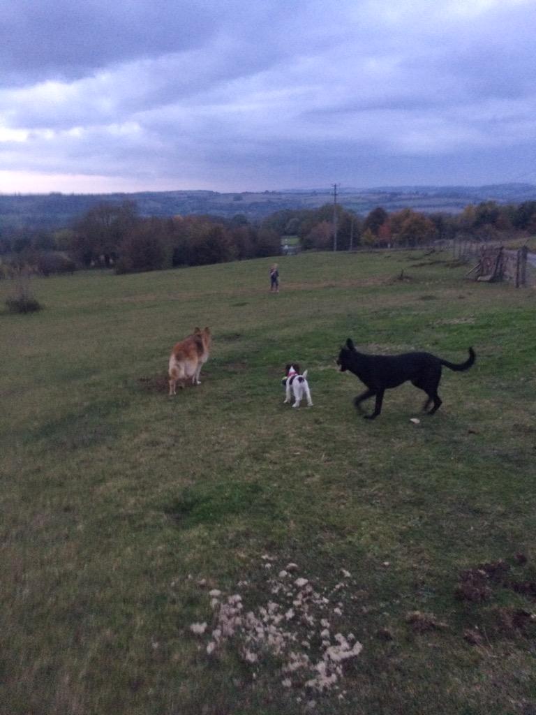 The_Dog_Trainer's tweet photo. Lovely walk with my 3 boys http://t.co/02D52gmU6J