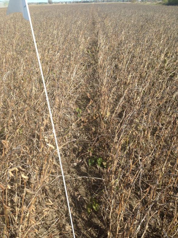 phhermans's tweet photo. Not hearing any complaints now from my custom planting job! I was off a bit but easier to harvest the plot! #LastLaf http://t.co/iFXGDescgW