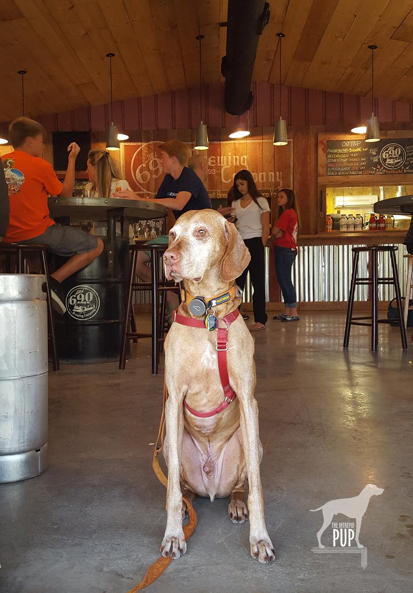 IntrepidPup's tweet image. Spent afternoon as a LoCo-vore &amp;amp; am definitely "loco" for the #LoCoAleTrail &amp;amp; these #dogfriendly spots! #PupsNPints