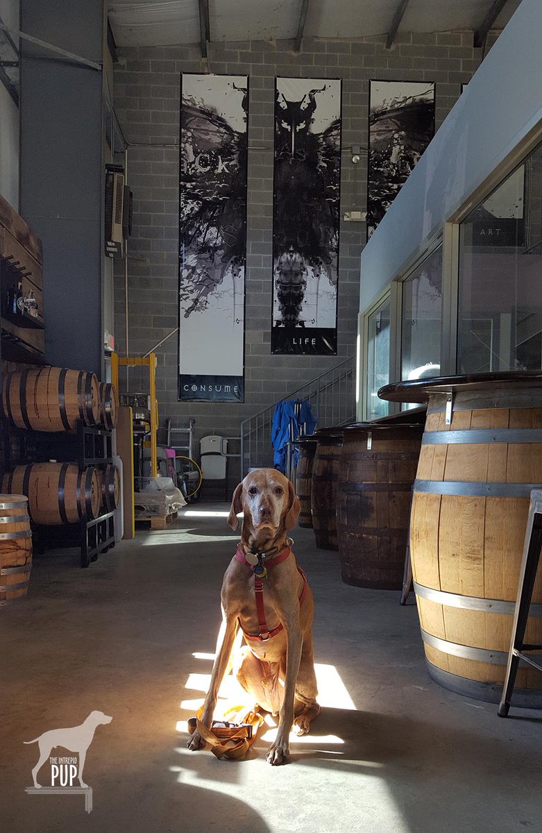 IntrepidPup's tweet image. Spent afternoon as a LoCo-vore &amp;amp; am definitely "loco" for the #LoCoAleTrail &amp;amp; these #dogfriendly spots! #PupsNPints