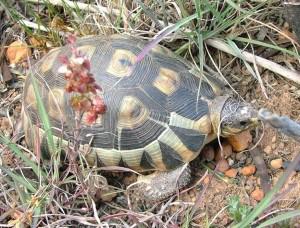 TerrarioData tweet picture