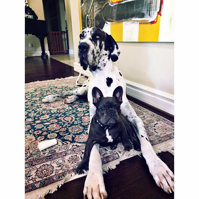 Gnrinterstaff's tweet photo. Mr. Blue &amp; "big bro" Thor ☺ http://t.co/6O65j9FWoV