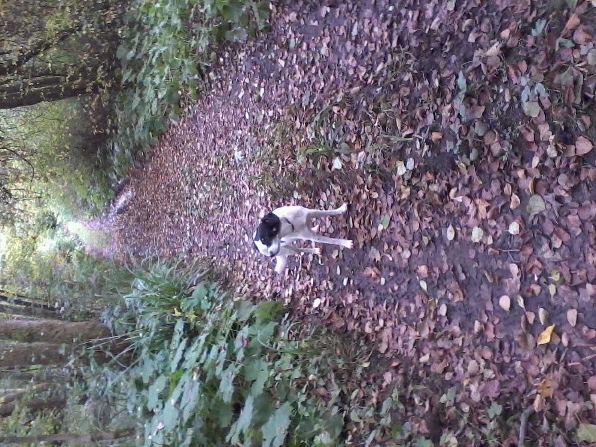 ruby forrest tweet media