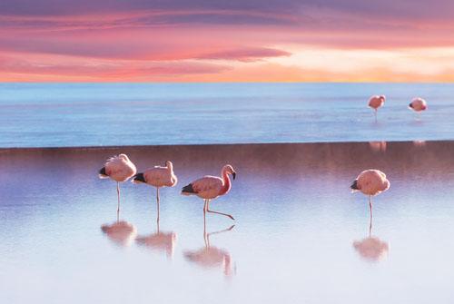 Shutterstock Jp Twitter પર 夕焼けの下 野生のフラミンゴを撮影 海のブルーにフラミンゴのピンクと夕焼け空のパープルが映える この瞬間 この場所にいれた幸運に感謝しつつ夢中で シャッターを切る フラミンゴ 海 夕焼け 写真素材 ストックフォト Http T
