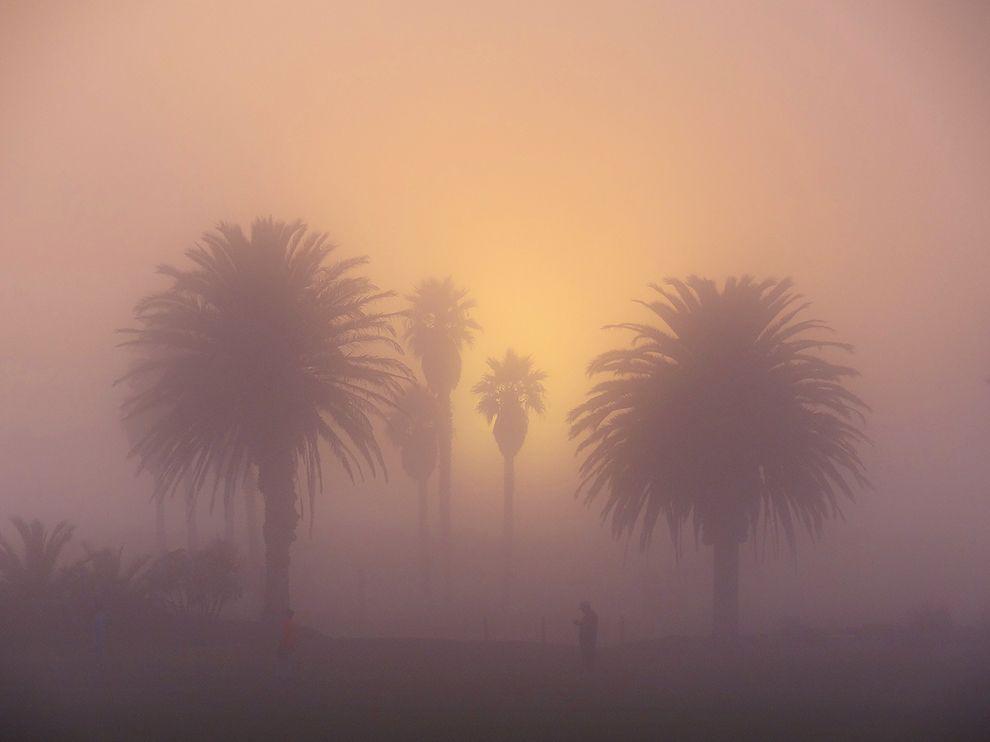 kepamer's tweet image. Picture of palm trees in the mist on Mandalay Beach, Oxnard, California