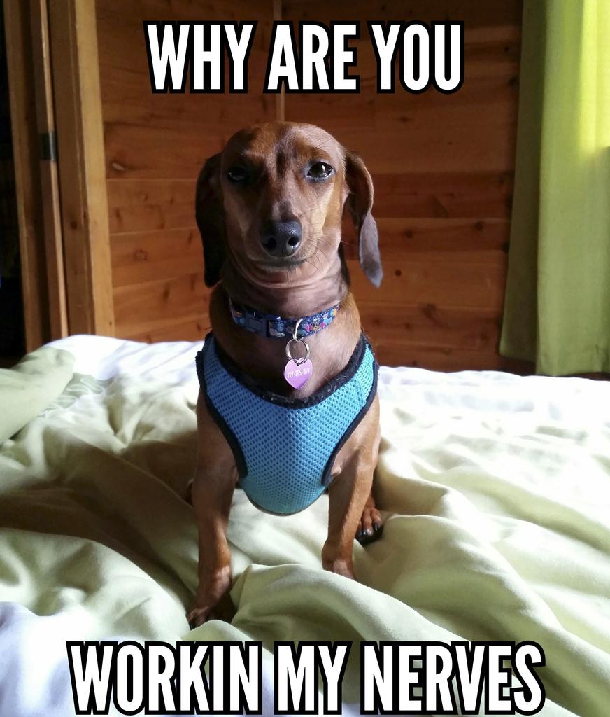 dachshund Memes \u0026 GIFs - Imgflip, image size:872x1024