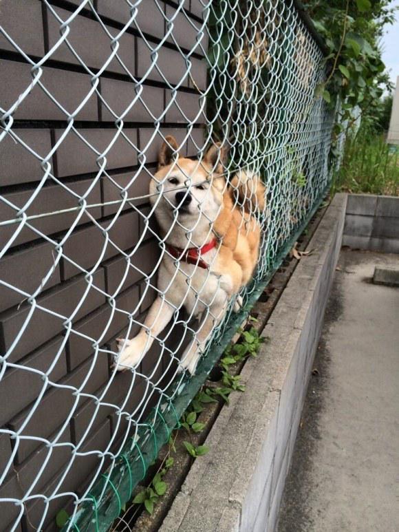 なぜこうなる 好奇心に負けるのかあらゆる所に挟まってしまう柴犬達 画像 Togetter なぜこうなる 好奇心に負けるのかあらゆる所に挟まってしまう柴犬達 画像 Togetter