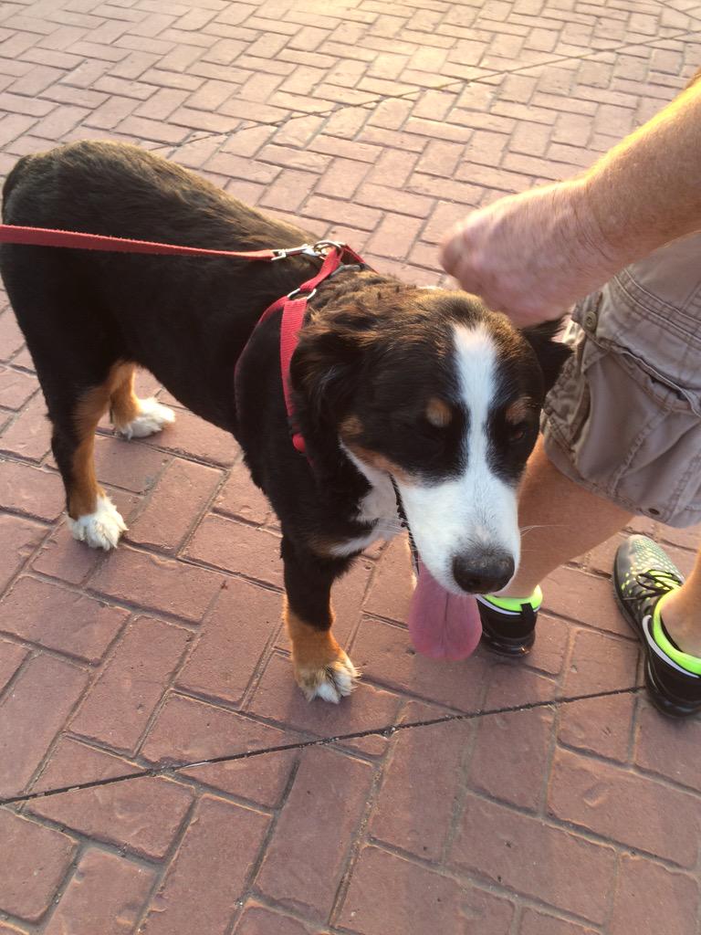 dogsofKSU tweet picture