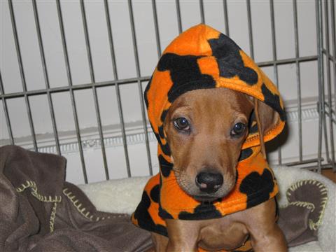 WiHomeConnect's tweet image. Vote For Me - 99.1 The Mix's 2015 Halloween Pet Costume Contest #34 99.1themix.upickem.net/r/323t3jTbsar?…