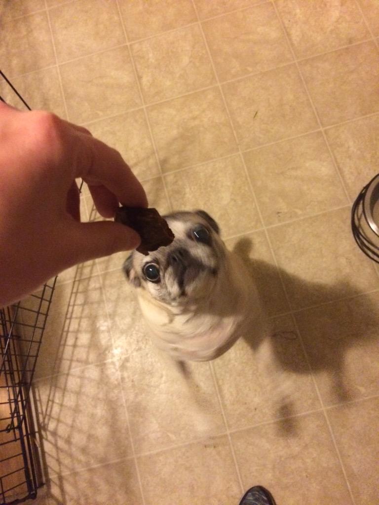 amylove88's tweet image. Gertie got her #pugchat prize in the mail today! Thank you @SpringNaturals and @HamiltonPug. She loves them!