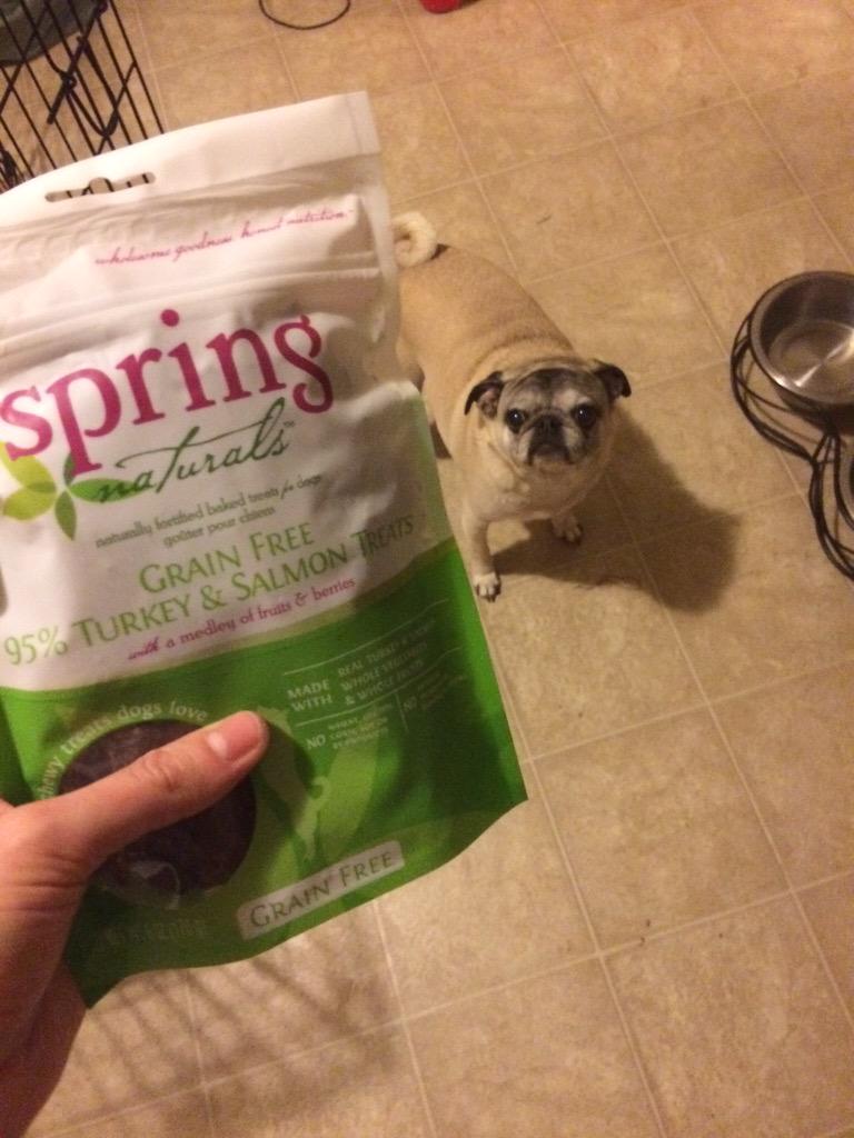 amylove88's tweet image. Gertie got her #pugchat prize in the mail today! Thank you @SpringNaturals and @HamiltonPug. She loves them!