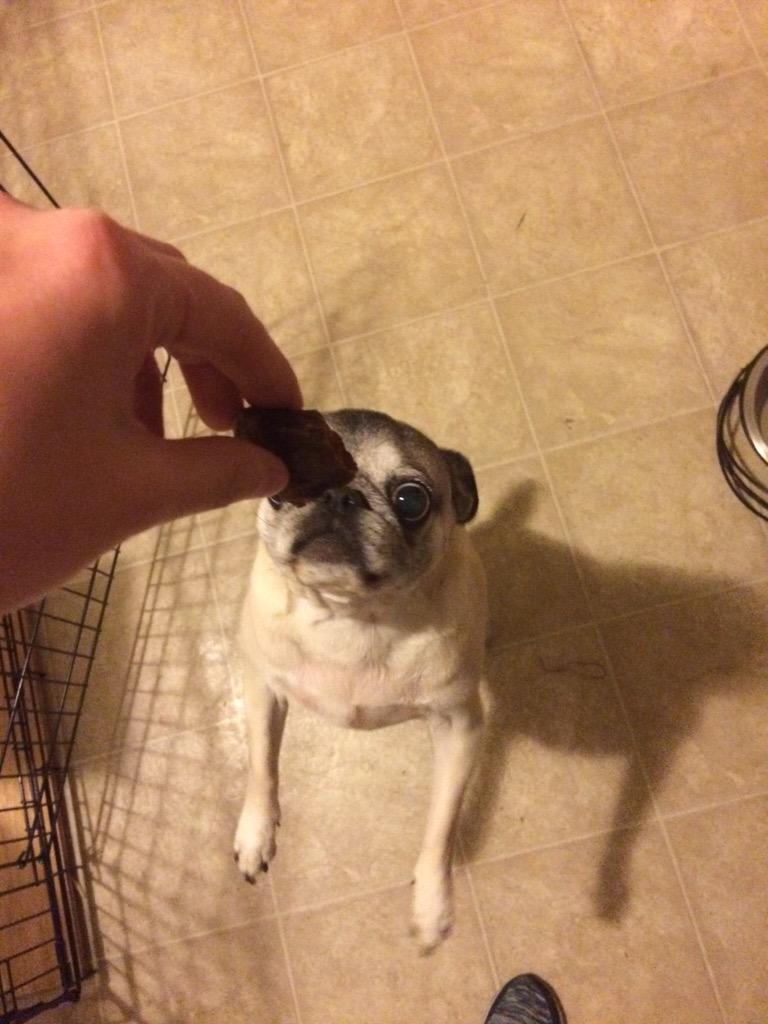 amylove88's tweet image. Gertie got her #pugchat prize in the mail today! Thank you @SpringNaturals and @HamiltonPug. She loves them!