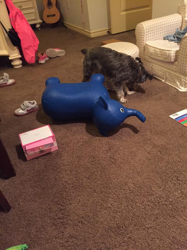 Melissa4485's tweet photo. "Pls don't take him to goodwill" said 2yo....5 secs later she's over the elephant #kids http://t.co/BQ8RdMGwKS
