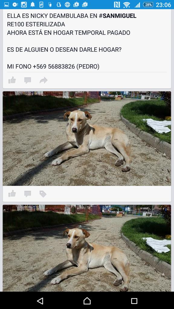 bartorell's tweet photo. NICKY DEAMBULABA #SANMIGUEL
ESTERILIZ
AHORA ESTÁ EN HT PAGADO
ALGUIEN LA BUSCA O DESEAN DARLE HOGAR?
+569 56883826p http://t.co/3PxJrBU7Ph