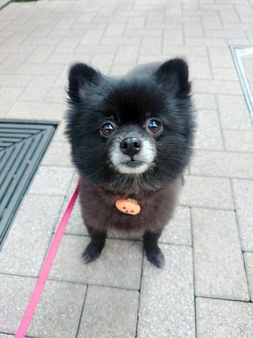 おはよう(♡˙︶˙♡) 犬の散歩もいって一息٩(๑❛.̮❛๑)۶ 今日はジムいくから眉毛だけかいた(*>&omega;<*)てか暑いね🐾 http://t.co/wJexleNSLR