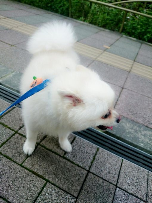 おはよう(♡˙︶˙♡) 犬の散歩もいって一息٩(๑❛.̮❛๑)۶ 今日はジムいくから眉毛だけかいた(*>&omega;<*)てか暑いね🐾 http://t.co/wJexleNSLR