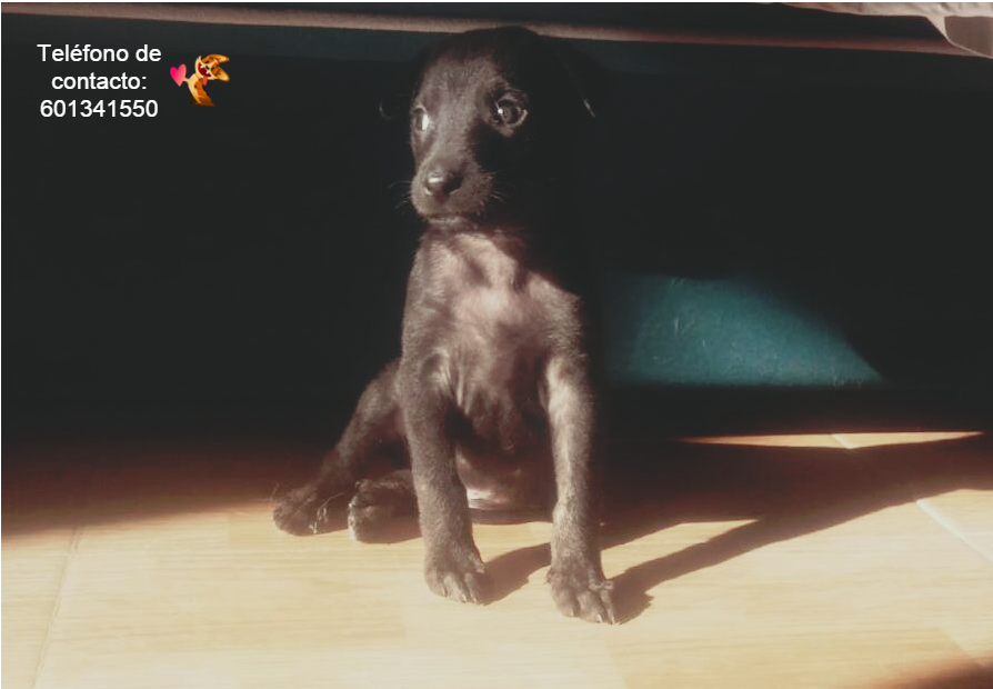 Mascota y Salud - Asistencia Veterinaria tweet media