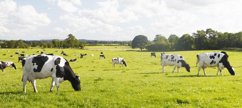 progressivegen's tweet photo. Best of luck tomorrow @irelandgenetics First UK Dairy Farming Conference @garethgrassland #SeriousLineUp #dairy http://t.co/bncXM6tsaU