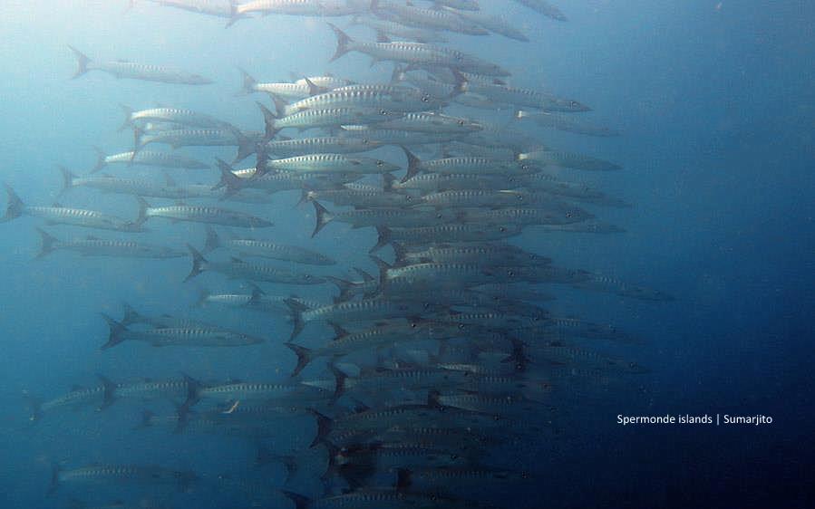 SACmakassar's tweet photo. schooling Barracuda at Samalona island, Spermonde, South Sulawesi.
photograph | @sumarjito http://t.co/7D8mn2tTWb