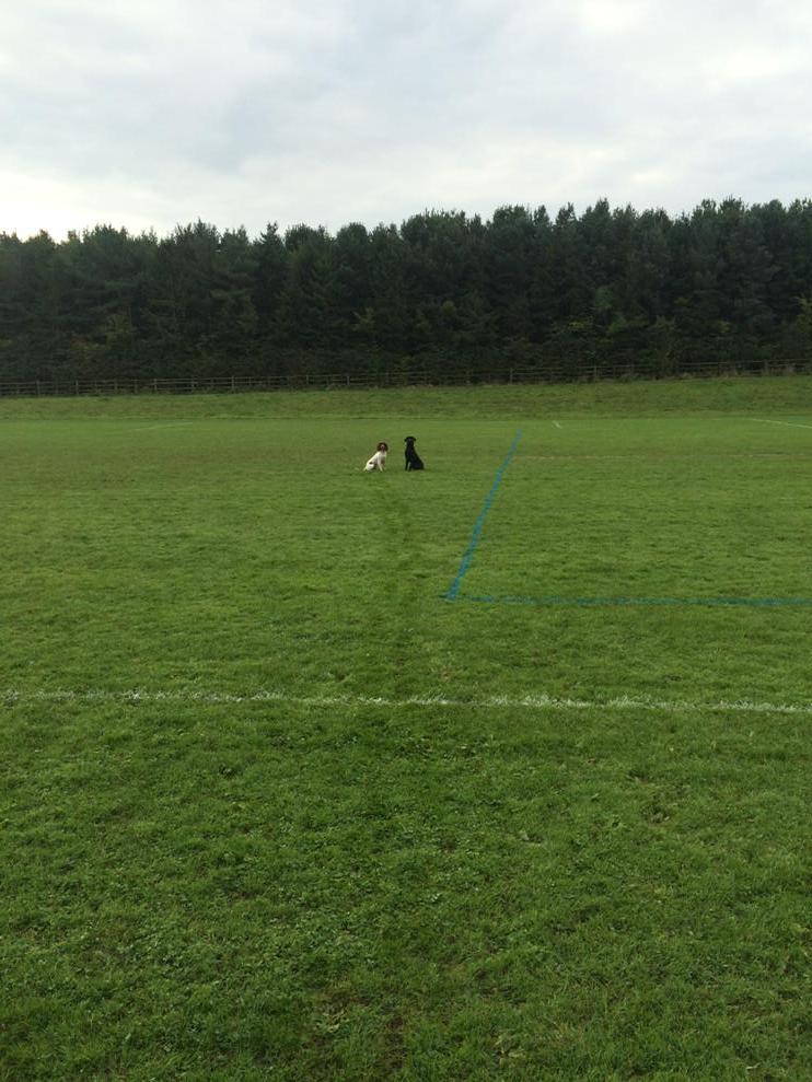 Millyandbarney's tweet photo. Bit of distance training.
#waaait http://t.co/bOPwhEzj0x
