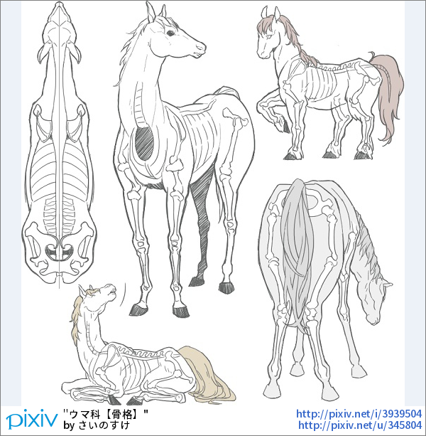 Pixivision 講座 馬 の描き方10選 骨格 ポージング 装飾 馬の描き方 自然なポージングや装飾品を紹介した イラストを特集しました Http T Co Lcanvzdt8a Pixivspotlight Http T Co Yfgjee5fak Twitter