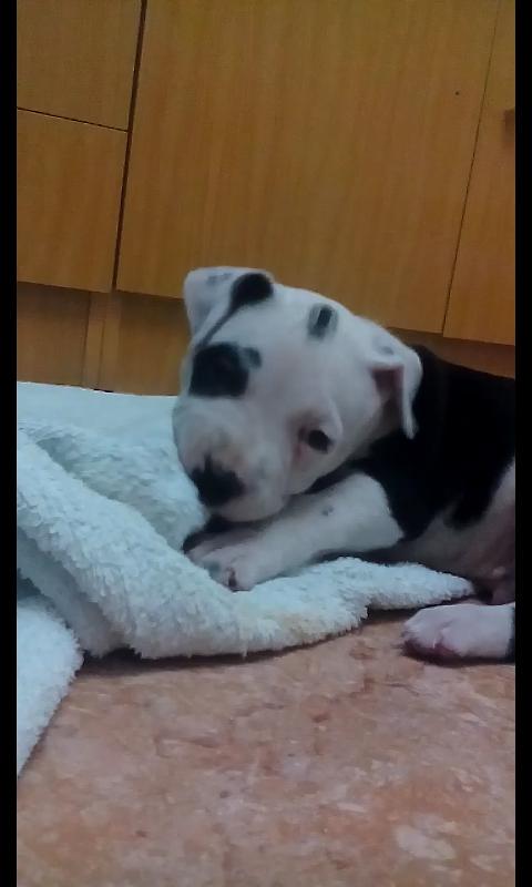 LopDonovan's tweet photo. @TheGrefgYT pido un rt por la muerte de mi cachorro http://t.co/jFM03k7AKH